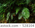 fern, green leaf, mountain climbing 528104