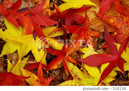 Deciduous leaves of Momigiba Fut 528138