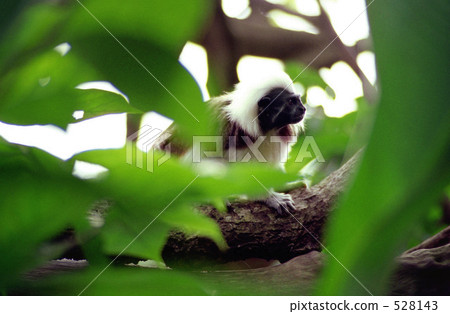 猴子（新加坡·猴子的動物園） 528143