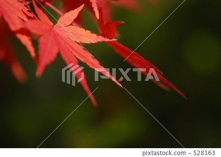 Change of the season 528163