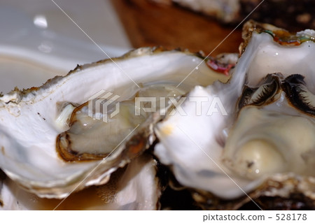 Raw oysters  528178
