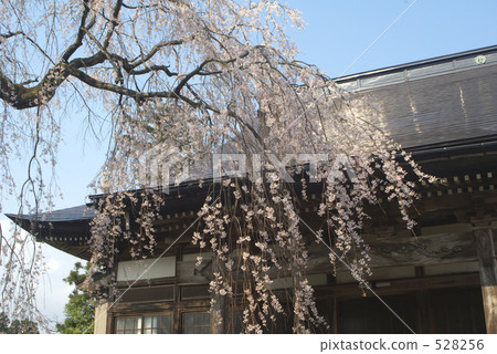 Rongji Temple Shiddare Zakura 528256