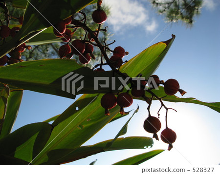 alpinia zerumbet, shell ginger, backlight 528327