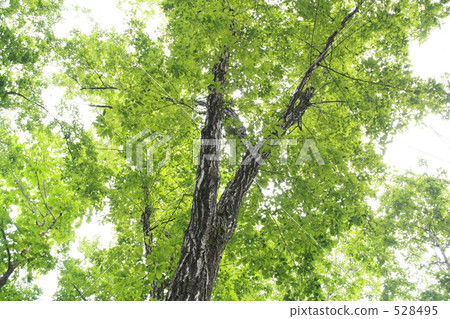 一棵樹 528495