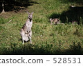 kangaroo family 528531
