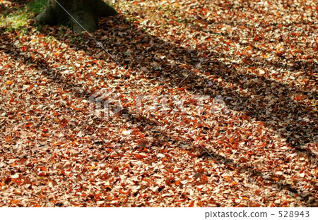 foliage, leaf, leaves of tree 528943