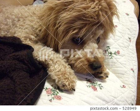 dog, dogs, toy poodle 528949