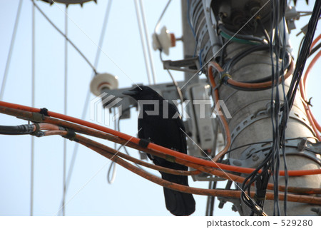 Crow 's selfishness 529280