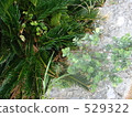 other plants, cycad, sago cycad 529322