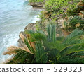 precipice, daytime, cycad 529323