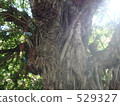 kijimuna, small wood spirits, indian laurel 529327