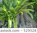 indian laurel, southern countries, southern country 529328