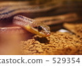 pale-yellow snake, serpent, snake 529354
