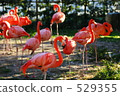 flamingo, flamingoes, flamingos 529355