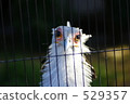 secretarybird, secretary bird, eagle 529357