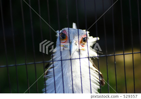 secretarybird, secretary bird, eagle 529357