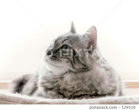 Cat's ears · Bird's voice Cat's ears · Bird's voice 529520