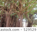 kijimuna, small wood spirits, indian laurel 529529