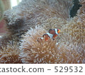 nimo, Ocellaris Clownfish, saltwater fish 529532