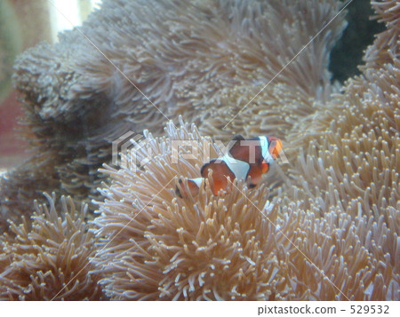 nimo, Ocellaris Clownfish, saltwater fish 529532