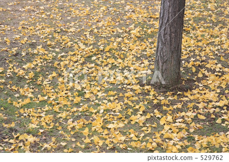 落葉 落葉 529762