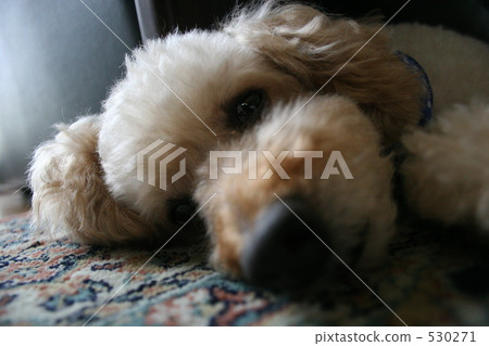 貴賓犬 貴賓狗 玩具狗 530271