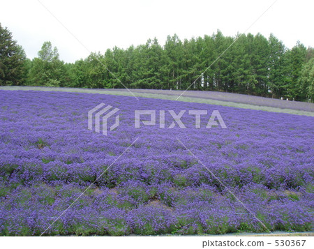 熏衣草 薰衣草 薰衣草花田 530367