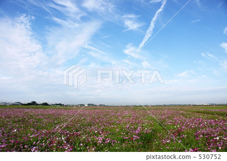 Autumn sky cosmos field Autumn sky cosmos field 530752