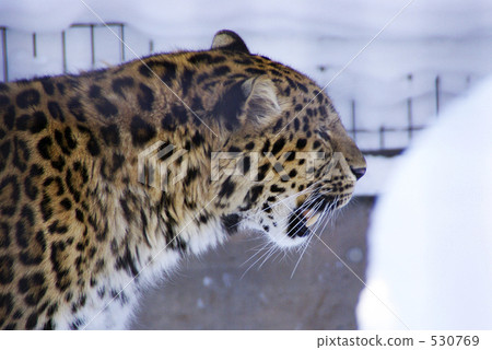 Amour Leopard at Asahiyama Zoo 530769