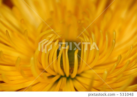 菊花 菊花 531048