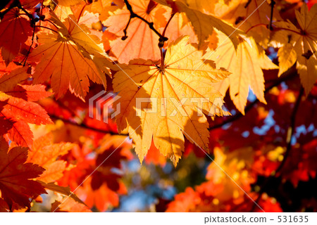 Four seasons in the garden 531635