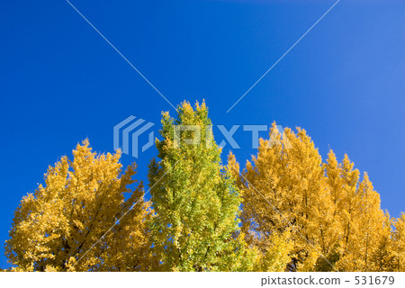 Park ginkgo and blue sky Park ginkgo and blue sky 531679