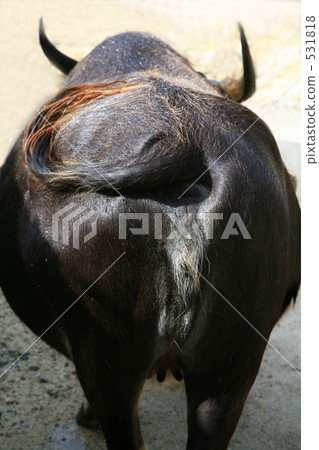 Behind the buffalo 531818