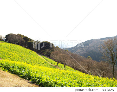 Yellow carpet. Mother Farm Yellow carpet. Mother Farm 531825