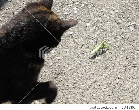 Cats and Mantises Cats and Mantises 531890