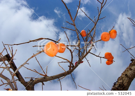 藍天和柿子 532045