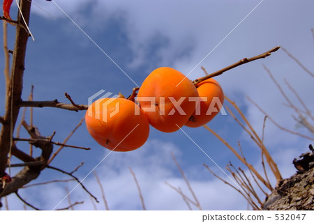 藍天和柿子 532047