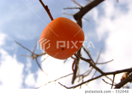 冬天的天空和柿子 532048