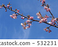 Kawazu cherry tree 532231