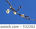 White plum 532262