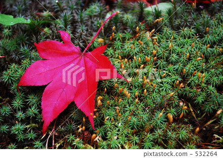 秋天的顏色11 532264