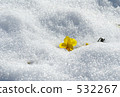 Pansy in the snow 532267