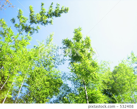 bamboo grass, bamboo thicket, bamboo 532408