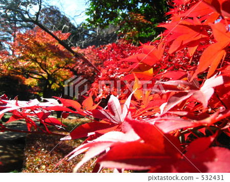 Autumn leaves 532431