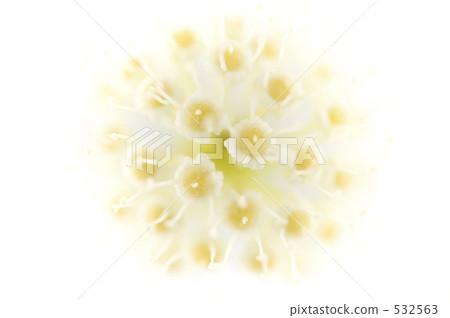 日本八角金盤 八角金盤 爸爸 532563