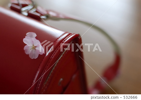 new entry to school, bloom, blossom 532666