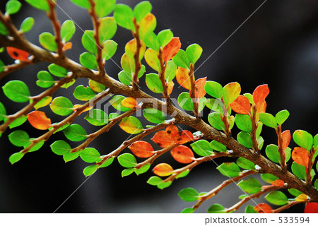 Autumn color 12 533594