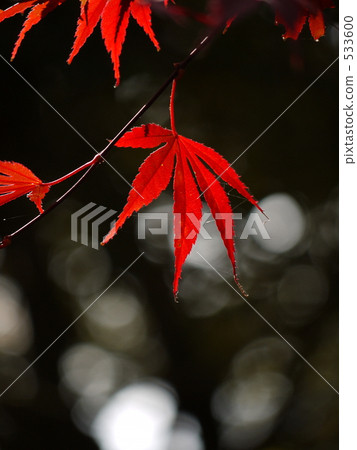 秋天的故事19 秋天的故事19 533600