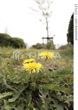 weed, weeds, dandelion 534125