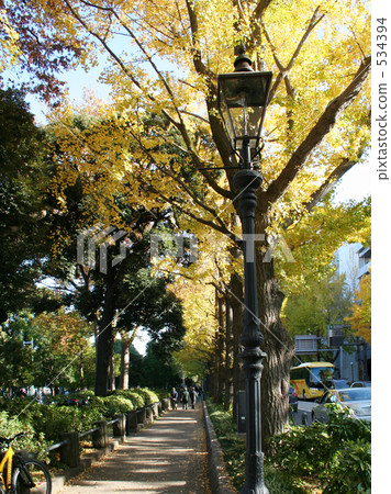Ginkgo biloba in front of Yokohama's Yamashita Park Ginkgo biloba in front of Yokohama's Yamashita Park 534394